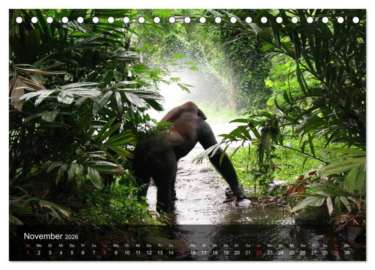 Produktbild: Gorillas. Friedliebende Kraftpakete (Tischkalender 2026 DIN A5 quer), CALVENDO Monatskalender