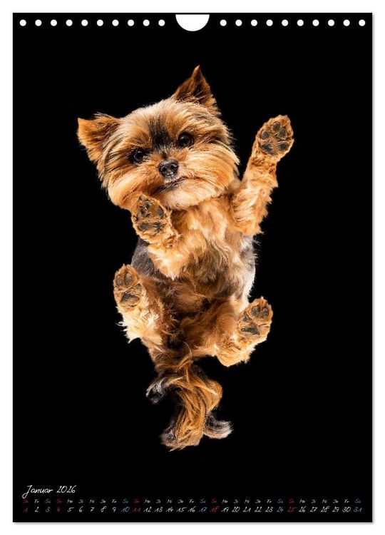 Produktbild: Down Under - Hunde auf der Glasplatte (Wandkalender 2026 DIN A4 hoch), CALVENDO Monatskalender