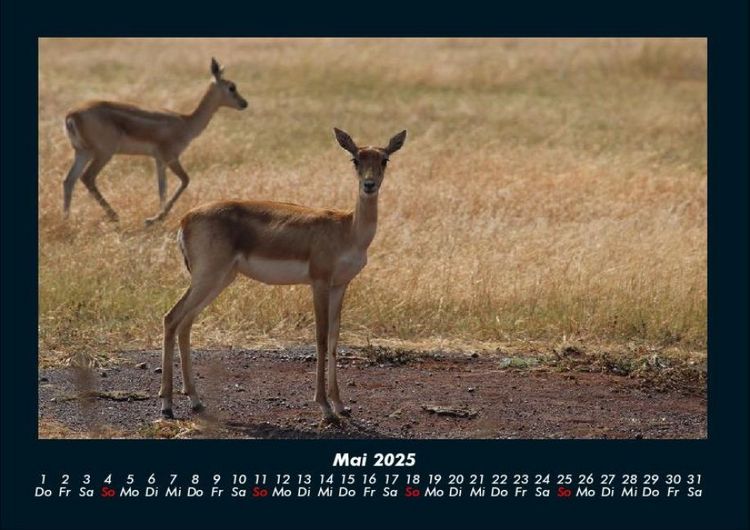 Produktbild: Waldbewohner 2025 Fotokalender DIN A4
