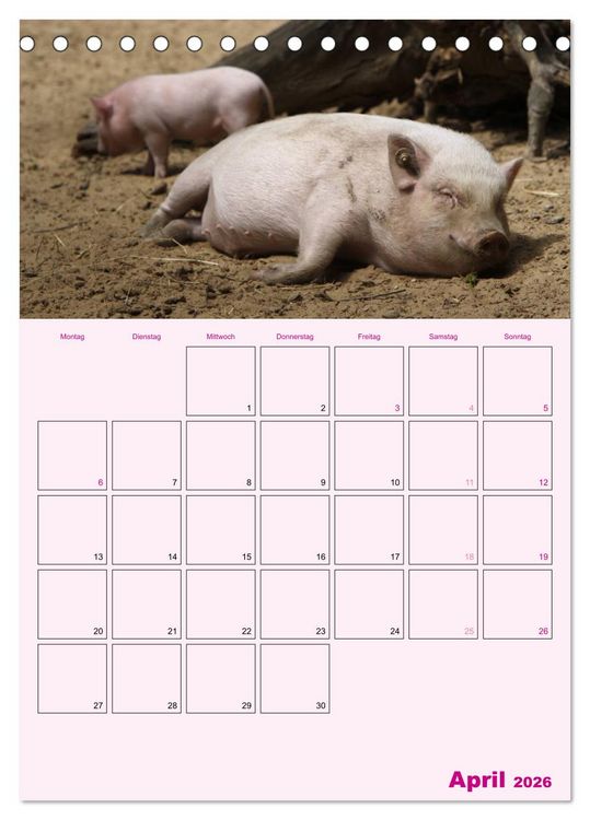Produktbild: Schweinischer Terminplaner (Tischkalender 2026 DIN A5 hoch), CALVENDO Monatskalender