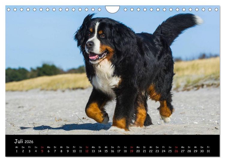 Produktbild: Berner Sennenhund 2026 (Wandkalender 2026 DIN A4 quer), CALVENDO Monatskalender