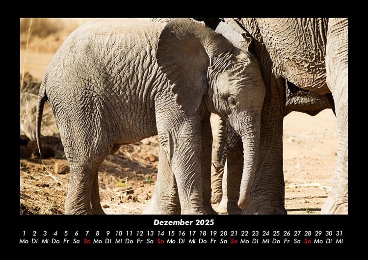 Produktbild: Elefanten Kalender 2025 Fotokalender DIN A3
