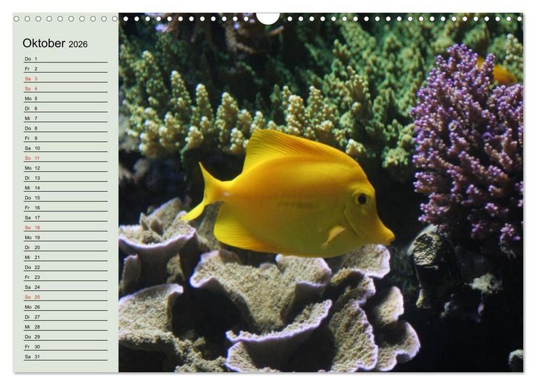 Produktbild: Knallbunte Wasserwelt. Die Welt der Fische (Wandkalender 2026 DIN A3 quer), CALVENDO Monatskalender