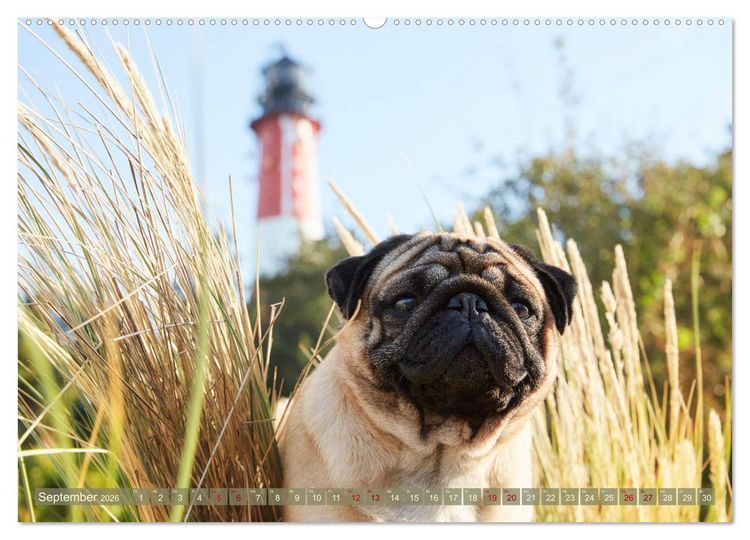 Produktbild: Sylt - Insel der M&ouml;pse (hochwertiger Premium Wandkalender 2026 DIN A2 quer), Kunstdruck in Hochglanz
