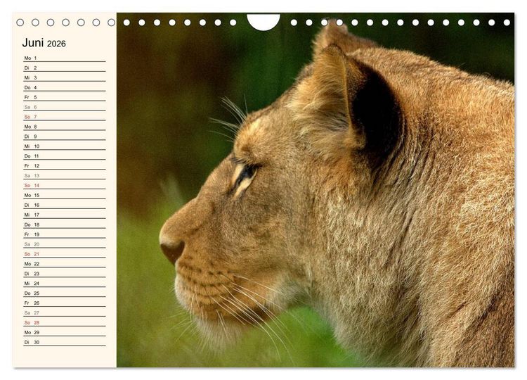 Produktbild: L&ouml;wen (Wandkalender 2026 DIN A4 quer), CALVENDO Monatskalender