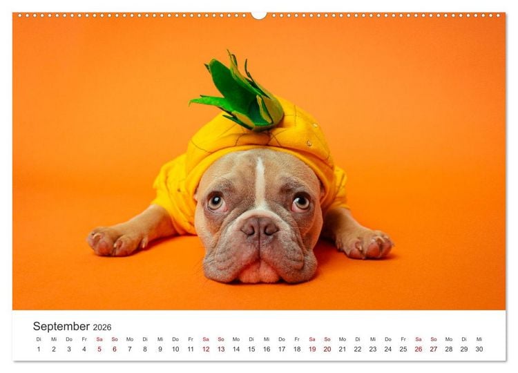 Produktbild: Die Bulldogge Henry (Wandkalender 2026 DIN A2 quer), CALVENDO Monatskalender