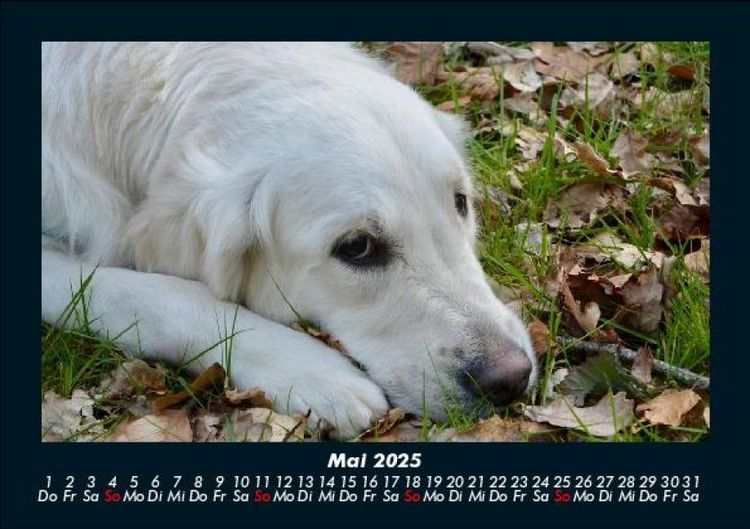 Produktbild: Hunde 2025 Fotokalender DIN A5