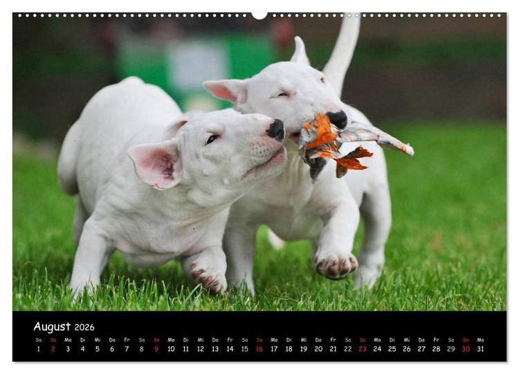 Produktbild: Bullterrier (Wandkalender 2026 DIN A2 quer), CALVENDO Monatskalender