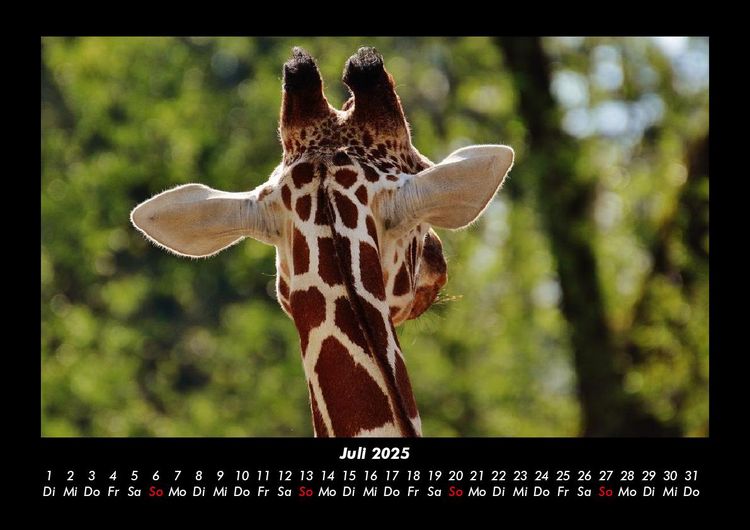 Produktbild: Giraffen 2025 Fotokalender DIN A3
