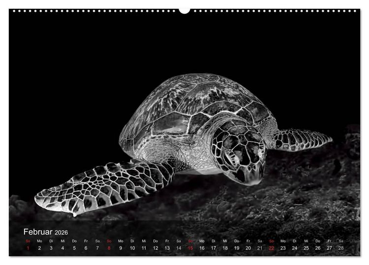 Produktbild: Schildkr&ouml;ten des Ozeans (Wandkalender 2026 DIN A2 quer), CALVENDO Monatskalender