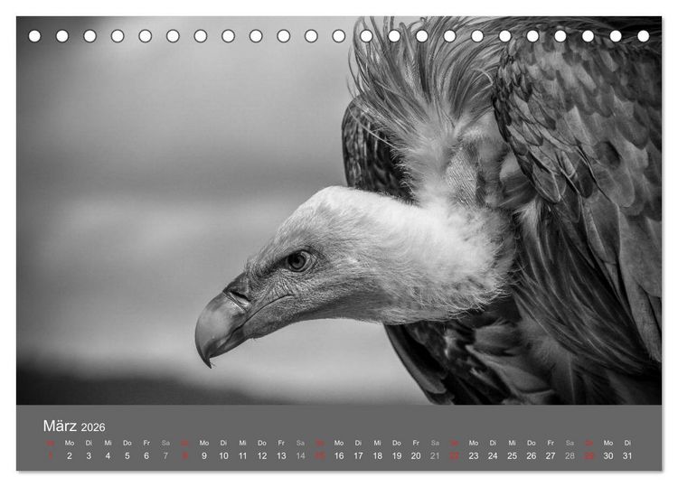 Produktbild: Tierische Augenblicke in Schwarz-Wei&szlig; (Tischkalender 2026 DIN A5 quer), CALVENDO Monatskalender