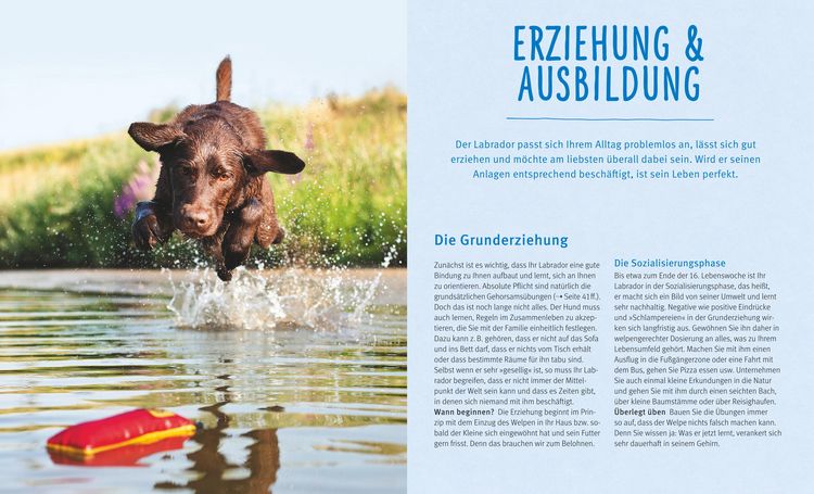 Produktbild: Labrador Retriever