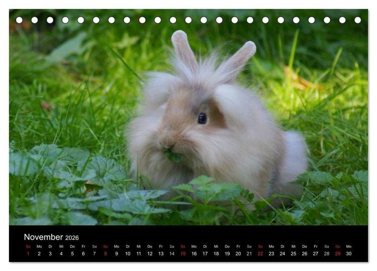 Produktbild: Meerschweinchen und Zwergkaninchen (Tischkalender 2026 DIN A5 quer), CALVENDO Monatskalender
