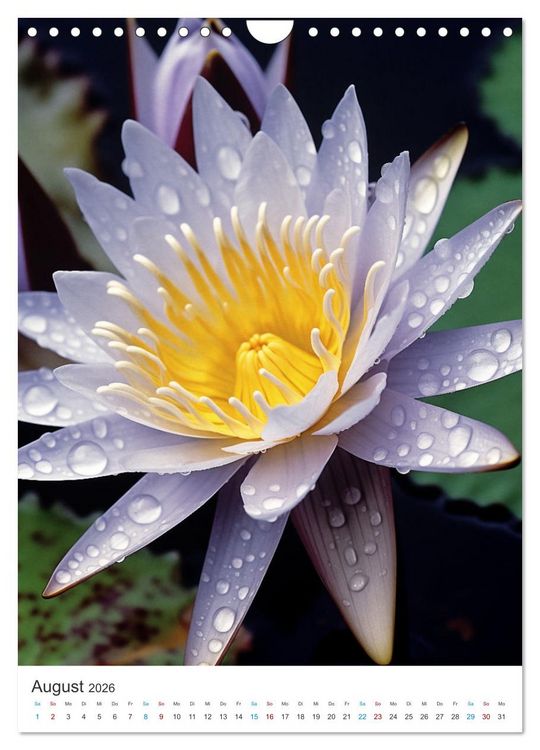 Produktbild: Seerosen Sinfonie (Wandkalender 2026 DIN A4 hoch), CALVENDO Monatskalender