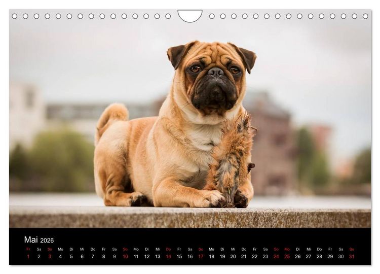 Produktbild: Berliner M&ouml;pse (Wandkalender 2026 DIN A4 quer), CALVENDO Monatskalender