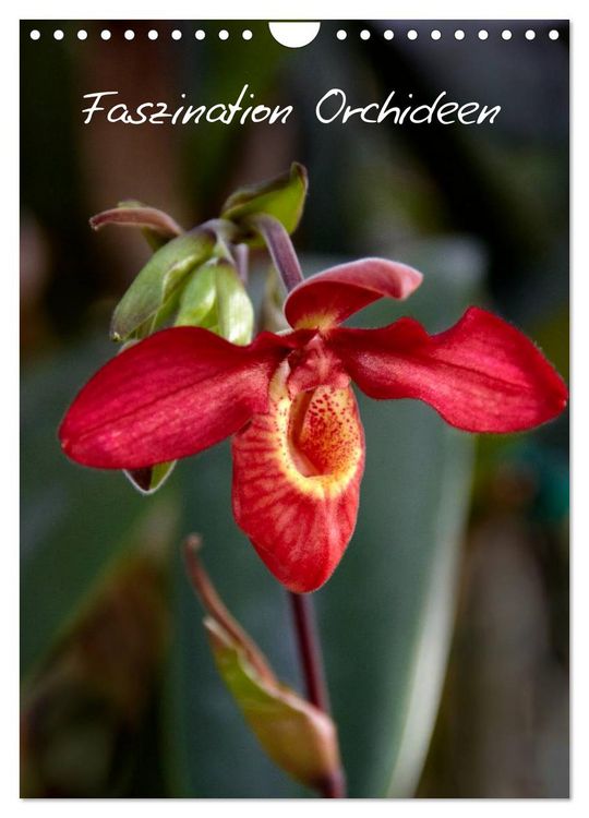 Produktbild: Faszination Orchideen (Wandkalender 2026 DIN A4 hoch), CALVENDO Monatskalender