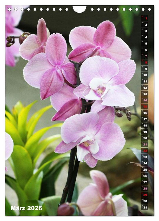 Produktbild: Phalaenopsis - Sch&ouml;ne Schmetterlingsorchideen (Wandkalender 2026 DIN A4 hoch), CALVENDO Monatskalender