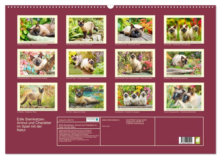 Produktbild: Edle Siamkatzen. Anmut und Charakter im Spiel mit der Natur (Wandkalender 2026 DIN A2 quer), CALVENDO Monatskalender