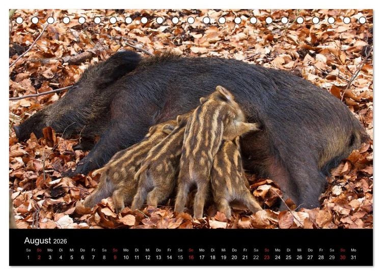 Produktbild: Wilde Wutzen. Das heimische Wildschwein (Tischkalender 2026 DIN A5 quer), CALVENDO Monatskalender