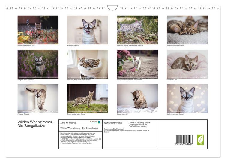 Produktbild: Wildes Wohnzimmer - Die Bengalkatze (Wandkalender 2026 DIN A3 quer), CALVENDO Monatskalender