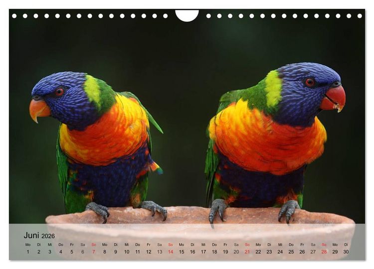 Produktbild: Regenbogen Papageien (Wandkalender 2026 DIN A4 quer), CALVENDO Monatskalender