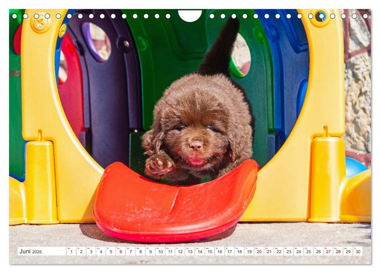Produktbild: Neufundl&auml;nder - Kleine Weltentdecker (Wandkalender 2026 DIN A4 quer), CALVENDO Monatskalender