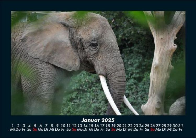 Produktbild: Der Elefantenkalender 2025 Fotokalender DIN A5