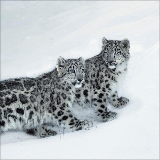 Big Cats 2026