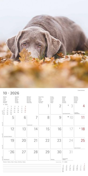 Produktbild: Labrador Retriever 2026 - Broschürenkalender 30x30 cm (30x60 geöffnet) - Kalende