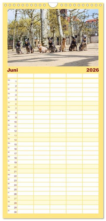 Produktbild: Familienplaner 2026 - Australian Cattle Dogs zwischen Kunst und Kultur mit 5 Spalten (Wandkalender, 21 x 45 cm) CALVENDO