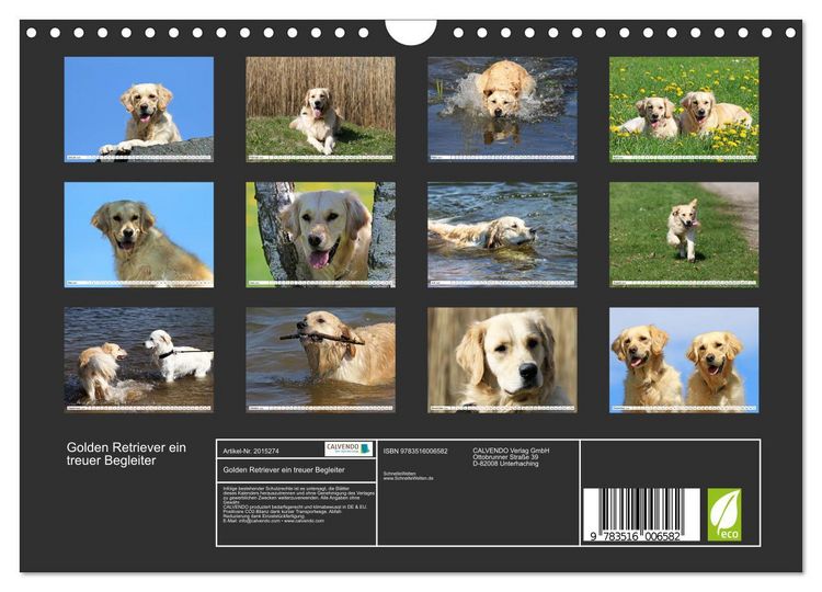 Produktbild: Golden Retriever ein treuer Begleiter (Wandkalender 2026 DIN A4 quer), CALVENDO Monatskalender