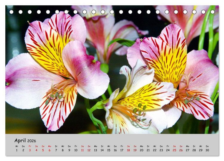 Produktbild: Blumen &uuml;berall, zur Freude Menschen (Tischkalender 2026 DIN A5 quer), CALVENDO Monatskalender