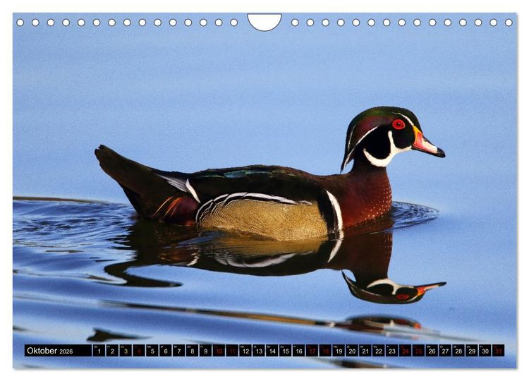 Produktbild: Wasserv&ouml;gel Frankens (Wandkalender 2026 DIN A4 quer), CALVENDO Monatskalender