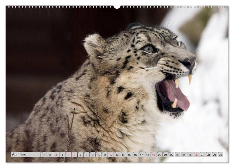 Produktbild: Schneeleoparden. Perfekte Raubkatzen-Sch&ouml;nheiten (hochwertiger Premium Wandkalender 2026 DIN A2 quer), Kunstdruck in Hochglanz