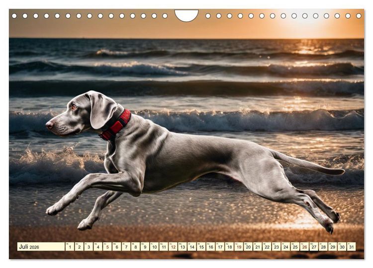 Produktbild: Weimaraner - der ideale Jagdbegleiter (Wandkalender 2026 DIN A4 quer), CALVENDO Monatskalender