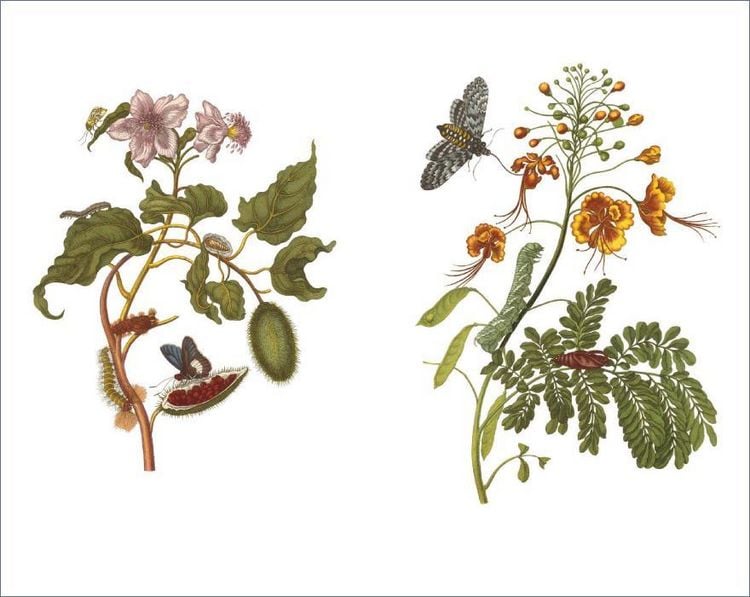Produktbild: Das Insektenbuch