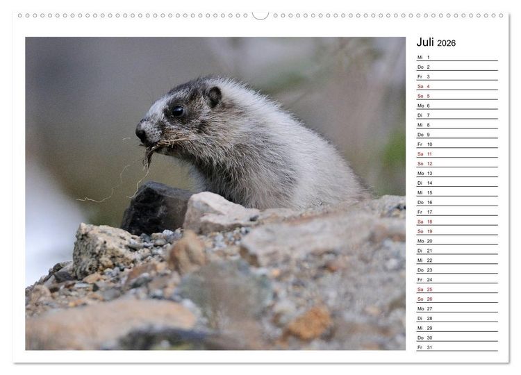 Produktbild: Murmeltiere in Nordamerika (Wandkalender 2026 DIN A2 quer), CALVENDO Monatskalender