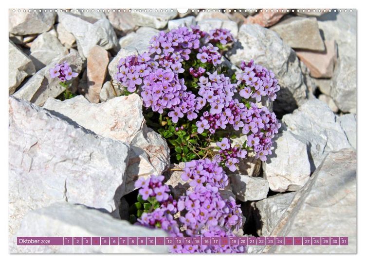 Produktbild: Meine sch&ouml;nsten Alpenblumen (Wandkalender 2026 DIN A2 quer), CALVENDO Monatskalender