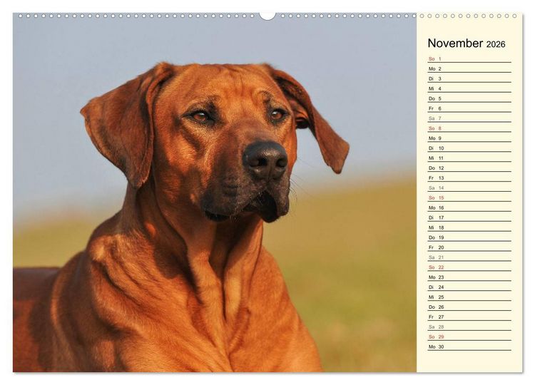 Produktbild: Rhodesian Ridgeback 2026 (hochwertiger Premium Wandkalender 2026 DIN A2 quer), Kunstdruck in Hochglanz