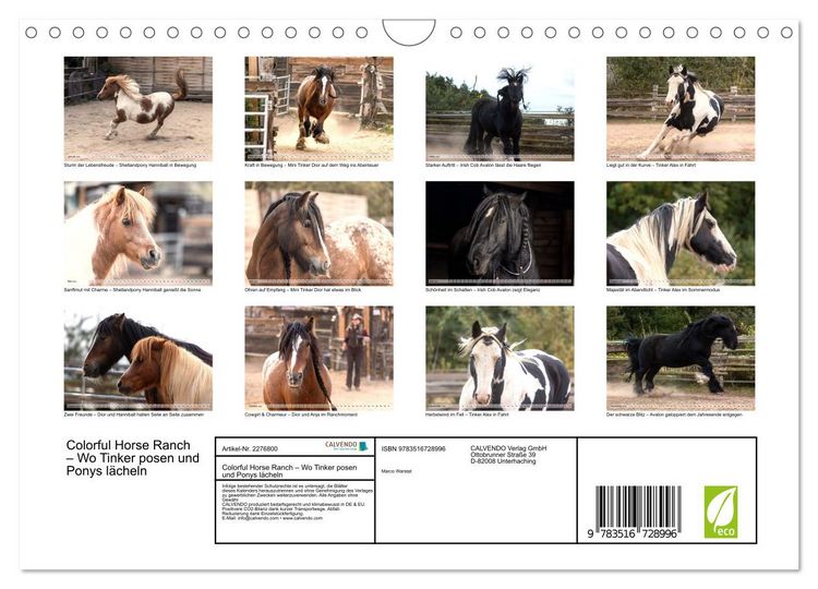 Produktbild: Colorful Horse Ranch &ndash; Wo Tinker posen und Ponys l&auml;cheln (Wandkalender 2026 DIN A4 quer), CALVENDO Monatskalender