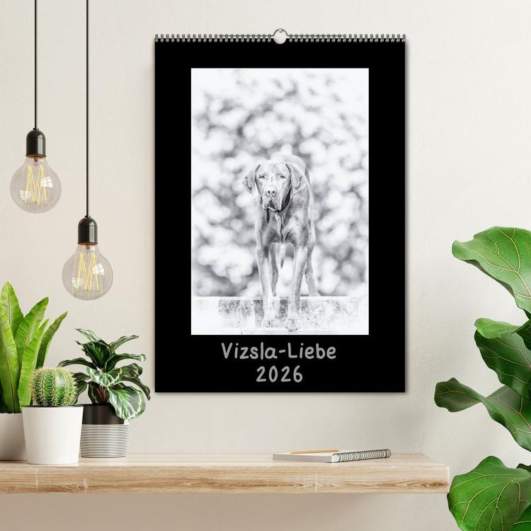 Produktbild: Vizsla-Liebe (Wandkalender 2026 DIN A2 hoch), CALVENDO Monatskalender