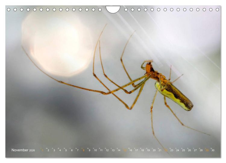 Produktbild: ui - Spinne. Kleine Spinnen - gro&szlig; im Bild (Wandkalender 2026 DIN A4 quer), CALVENDO Monatskalender