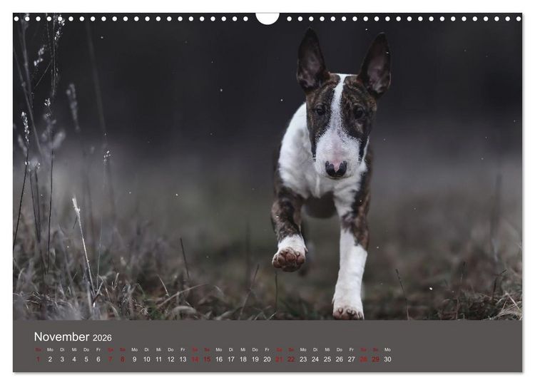 Produktbild: Fantastische Bullterrier - Sieger im Herzen (Wandkalender 2026 DIN A3 quer), CALVENDO Monatskalender