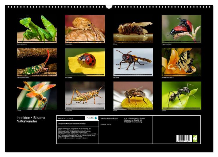 Produktbild: Insekten &bull; Bizarre Naturwunder (Wandkalender 2026 DIN A2 quer), CALVENDO Monatskalender
