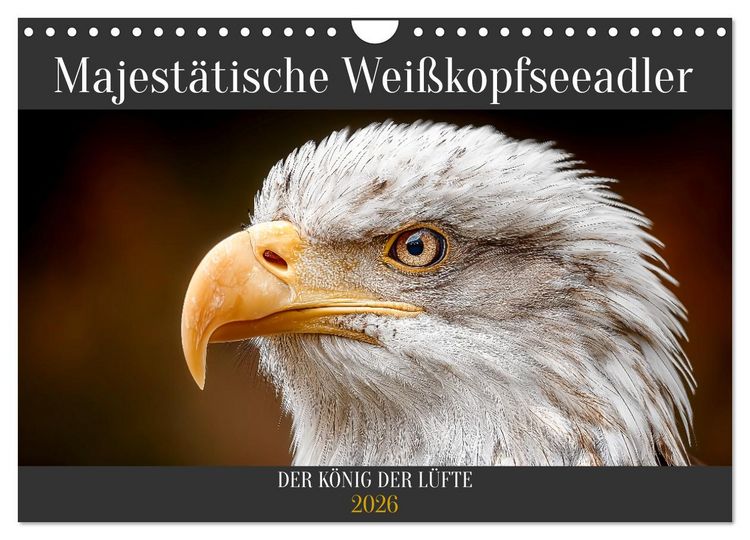 Produktbild: Majest&auml;tische Wei&szlig;kopfseeadler - Der K&ouml;nig der L&uuml;fte (Wandkalender 2026 DIN A4 quer), CALVENDO Monatskalender