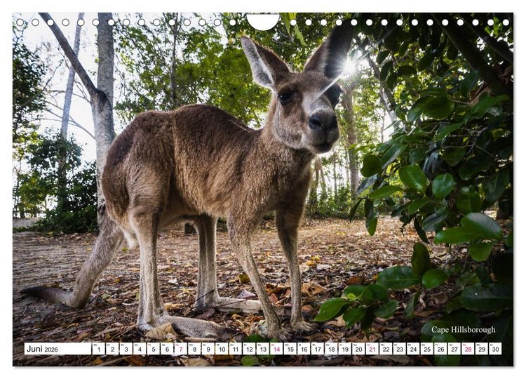 Produktbild: Australien Ostk&uuml;ste - von Cairns nach Sydney (Wandkalender 2026 DIN A4 quer), CALVENDO Monatskalender