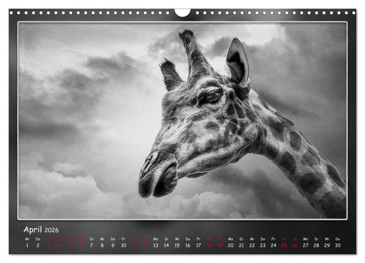 Produktbild: Tieren ins Gesicht geschaut (Wandkalender 2026 DIN A3 quer), CALVENDO Monatskalender