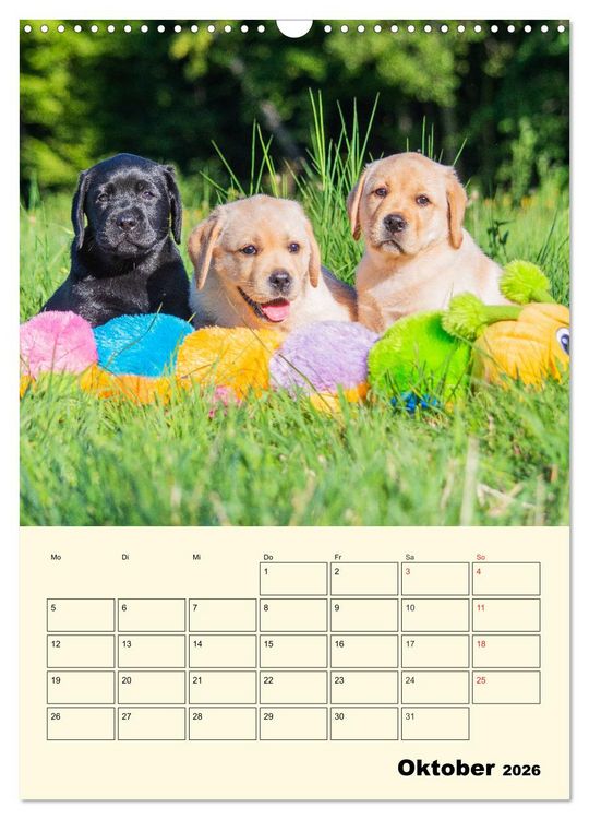 Produktbild: Familienplaner - Labrador Welpen entdecken die Welt (Wandkalender 2026 DIN A3 hoch), CALVENDO Monatskalender