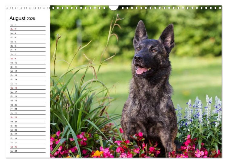 Produktbild: ausdrucksvolle Holl&auml;ndische Sch&auml;ferhunde (Wandkalender 2026 DIN A3 quer), CALVENDO Monatskalender