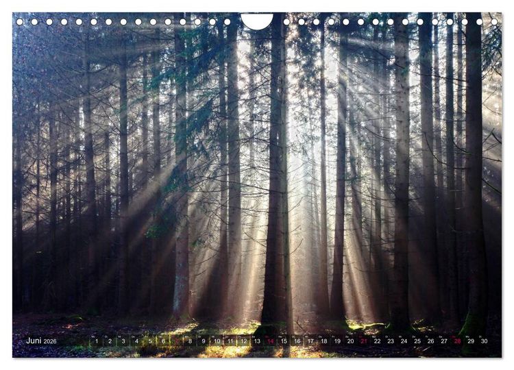 Produktbild: Erleuchtung im Wald (Wandkalender 2026 DIN A4 quer), CALVENDO Monatskalender